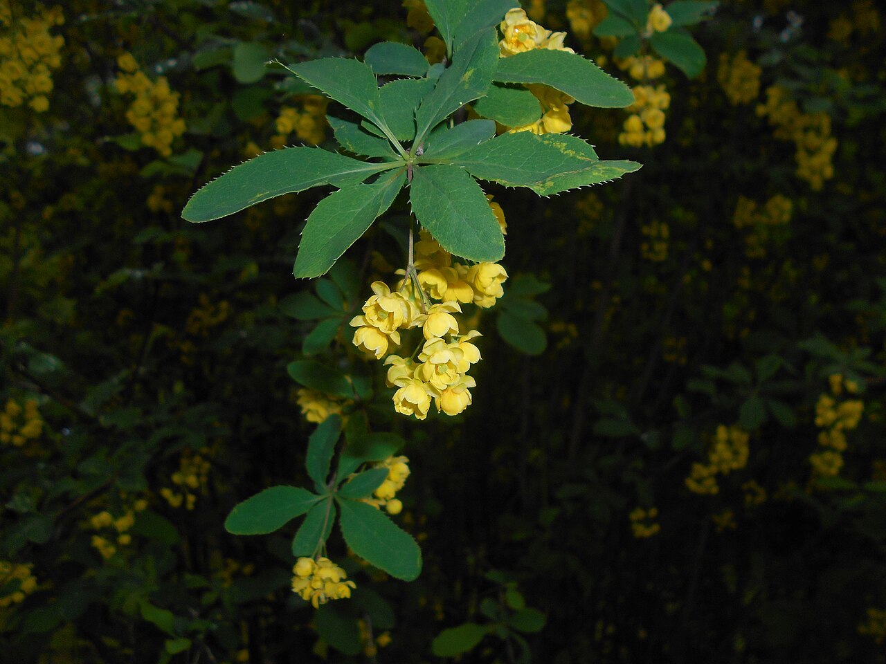 Berberis lycium: Berberys kaszmirski ( Berberis lycium ), Ogród Botaniczny UMCS w Lublinie.
