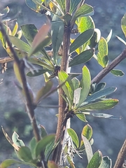 Berberis maderensis (Berberis maderensis)
