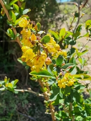 Berberis maderensis (Berberis maderensis)