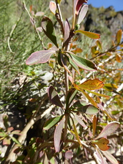 Berberis maderensis (Berberis maderensis)
