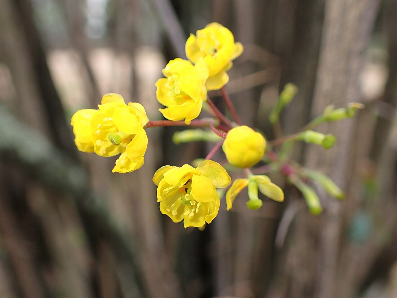 Berberis maderensis: Berberis maderensis in Jardim Botânico da Ajuda in Lisbon