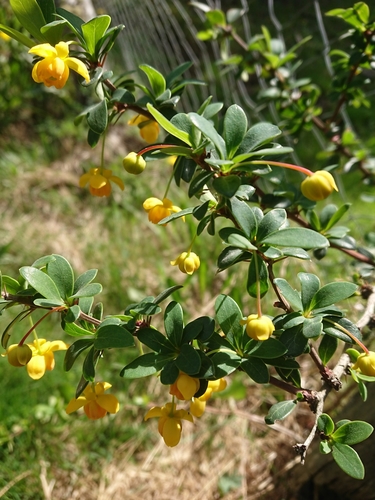 Box-leaved barberry (Berberis microphylla)