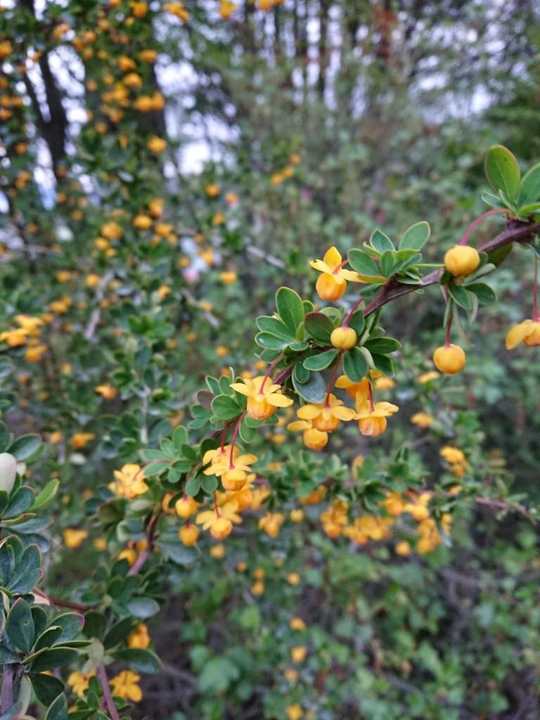 Box-leaved barberry (Berberis microphylla)