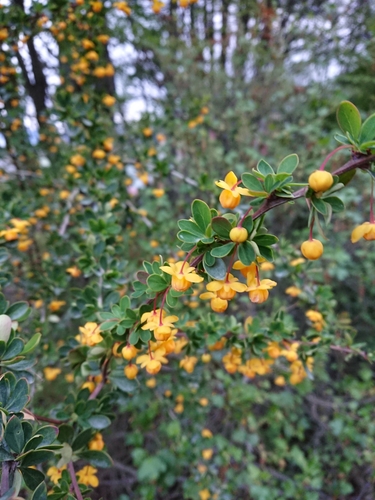 Box-leaved barberry
