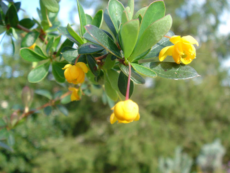 Box-leaved barberry: Berberis buxifolia 'Nana'