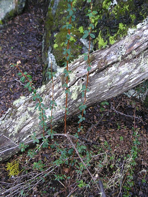 Box-leaved barberry: Calafate ( Berberis buxifolia = Berberis microphylla ) plant from the Tierra del Fuego National Park , west of Ushuaia, Argentina.