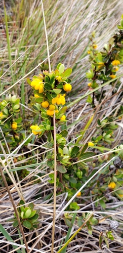 Box-leaved barberry (Berberis microphylla)
