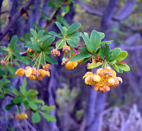 Box-leaved barberry: Flowers of "B. microphylla". Picture captured on Parque Nacional de Tierra del Fuego, Ushuaia, Argentina