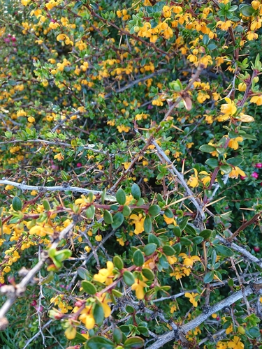 Box-leaved barberry (Berberis microphylla)