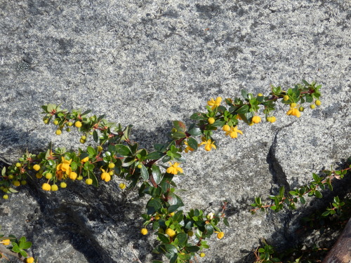 Box-leaved barberry (Berberis microphylla)