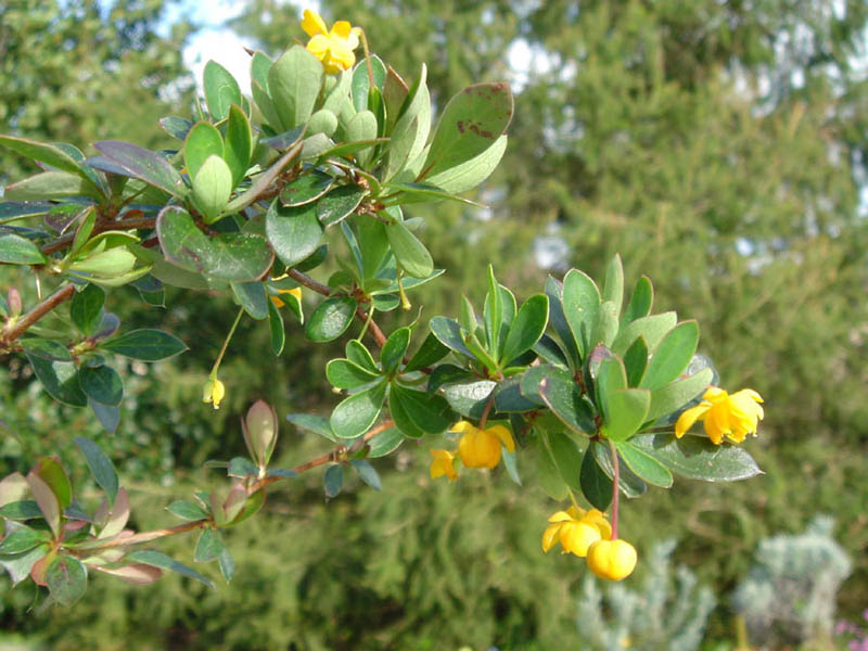 Box-leaved barberry: Berberis buxifolia 'Nana'