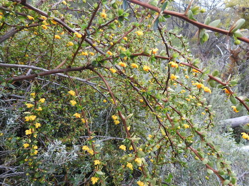 Box-leaved barberry (Berberis microphylla)