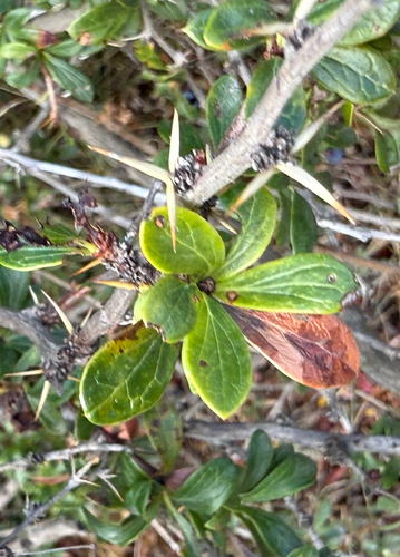 Box-leaved barberry (Berberis microphylla)