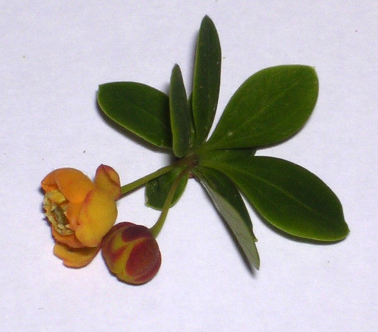 Box-leaved barberry: "B. microphylla". Detail of flowers grouped