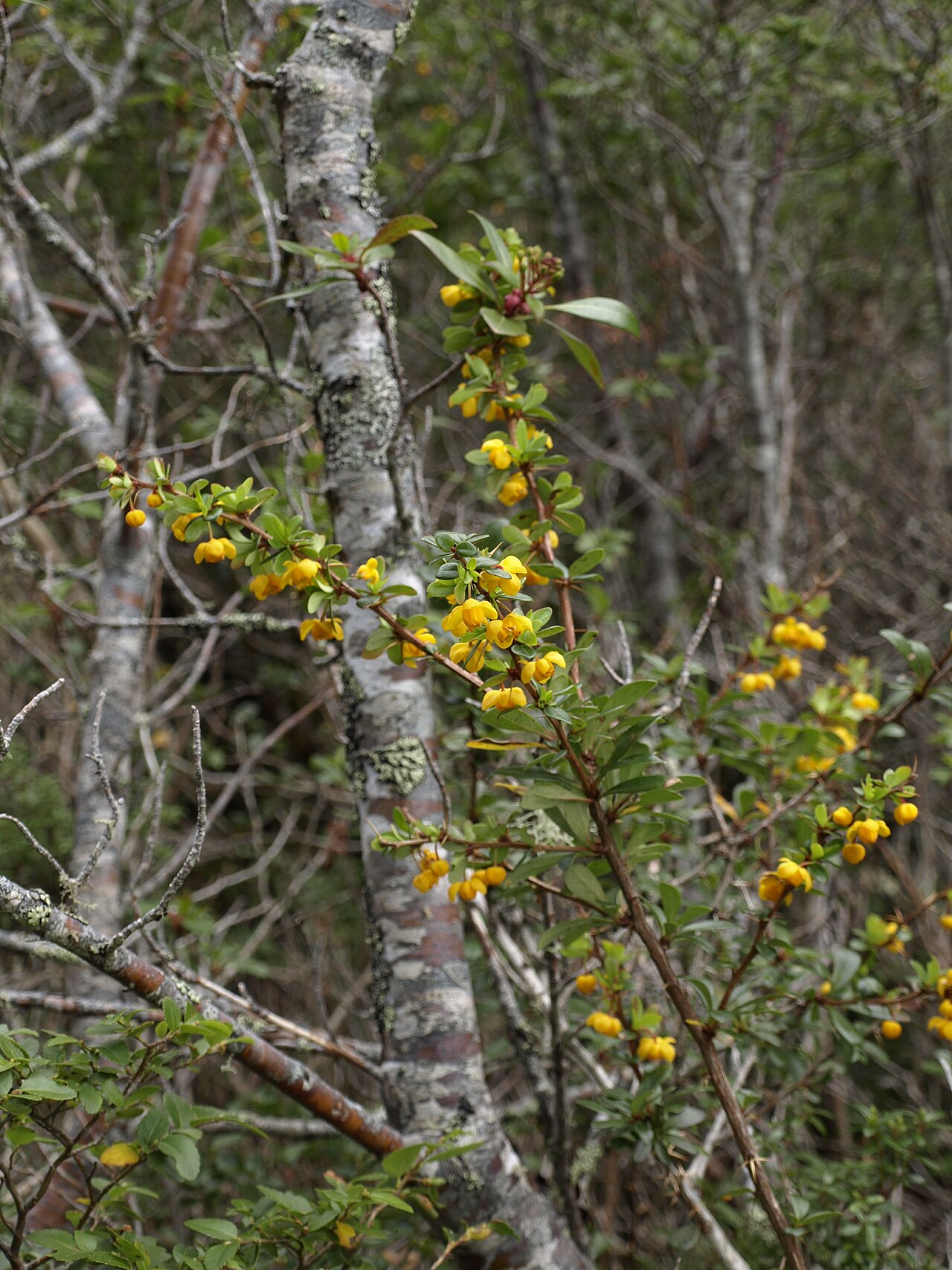 Berberis montana: slopes of Volcan Osorno, vicinity of Lago Llanquihue, Chile. One of three sympatric Berberis species at this locality.