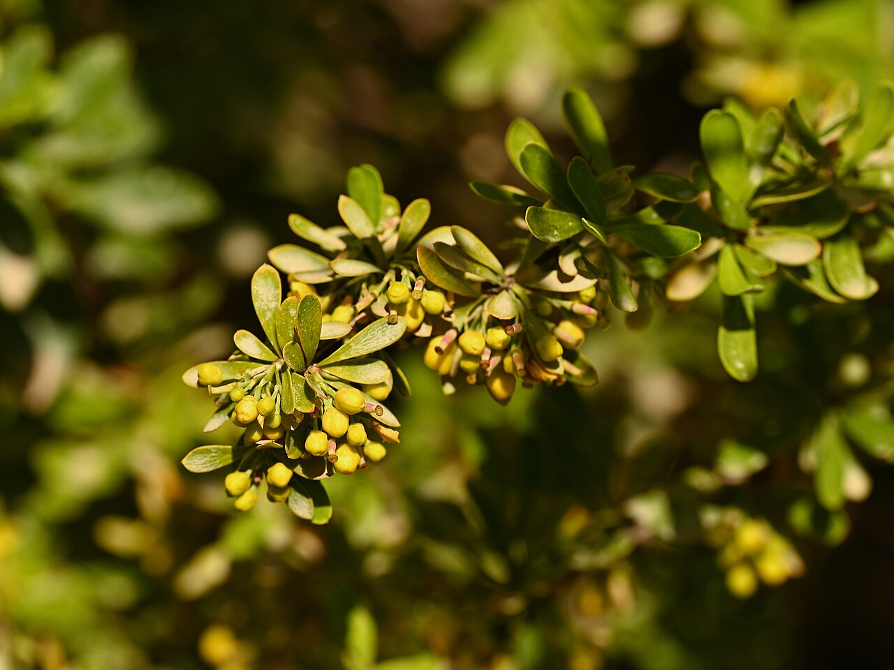 Berberis montana: Berberis montana in Jardín Mapulemu in Santiago de Chile