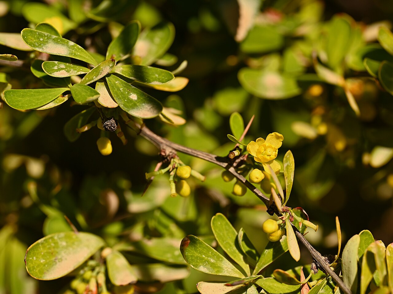 Berberis montana: Berberis montana in Jardín Mapulemu in Santiago de Chile