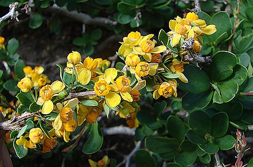 Berberis montana: The Mountain Berberis, here from Lago Teno high on the Chile-Argentina border. In context at www.dixpix.ca/sth_cordillera/flora/buttercups/index.html