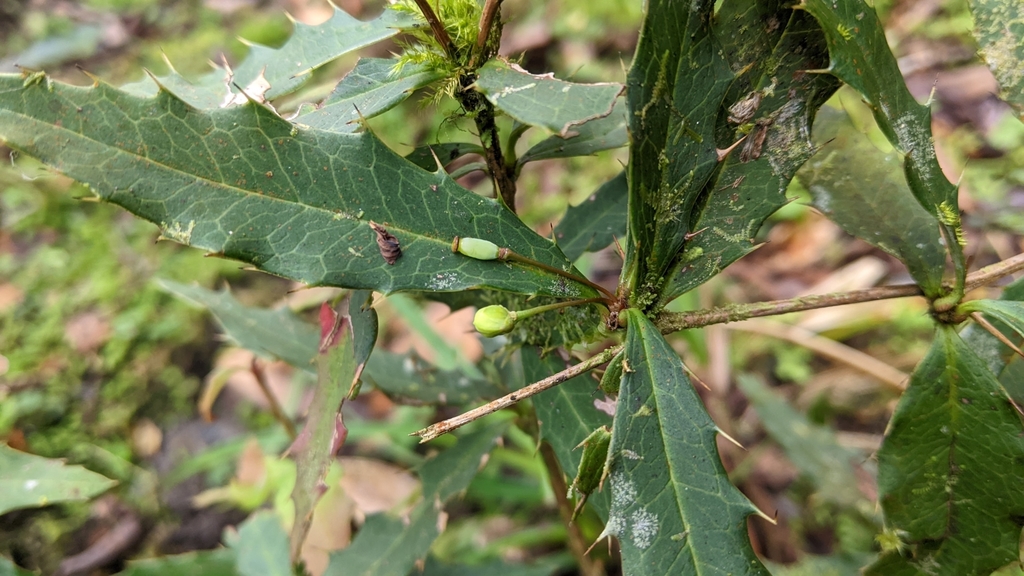 Berberis morii (Berberis morii)