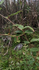 Berberis morii (Berberis morii)