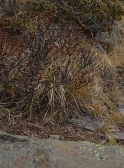Berberis morrisonensis (Berberis morrisonensis)