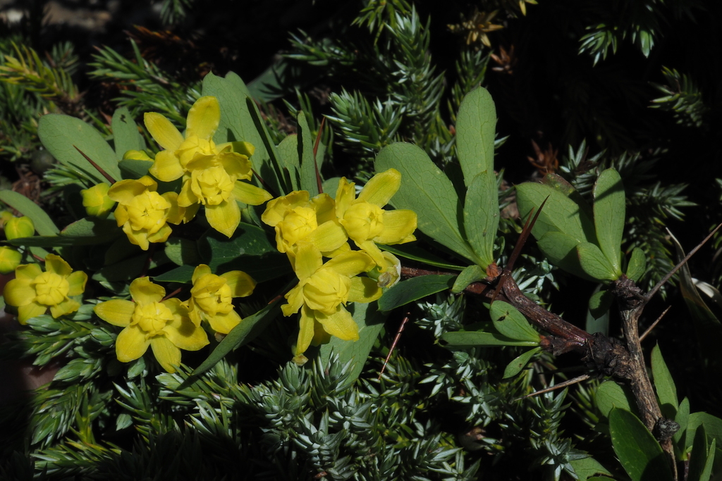 Berberis morrisonensis (Berberis morrisonensis)