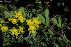 Berberis morrisonensis (Berberis morrisonensis)