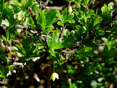 Berberis morrisonensis (Berberis morrisonensis)