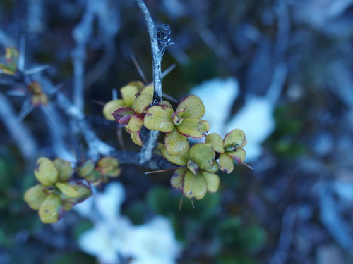 Berberis morrisonensis (Berberis morrisonensis)