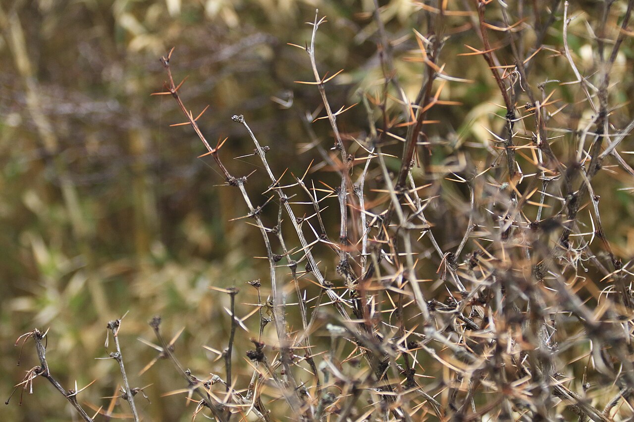 Berberis morrisonensis: {| cellspacing="0" style="min-width:300px; max-width:500px; text-align:left; color:inherit; background:var(--background-color-neutral,#ddd); border:1px solid va