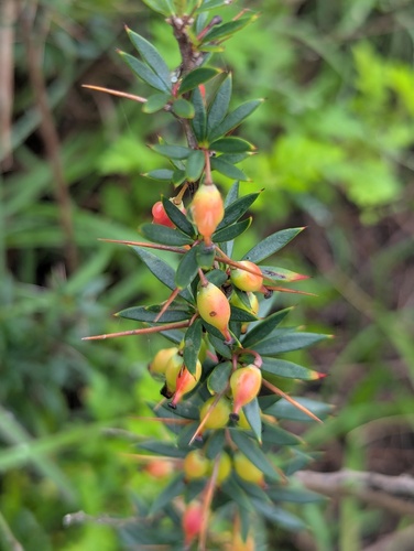 Berberis mucrifolia (Berberis mucrifolia)