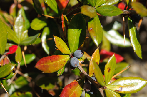 Berberis nantoensis (Berberis nantoensis)