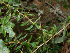 Berberis nantoensis (Berberis nantoensis)