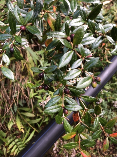 Berberis nantoensis (Berberis nantoensis)