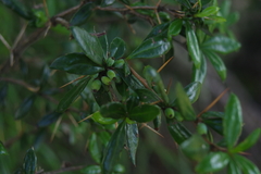 Berberis nantoensis (Berberis nantoensis)