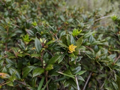 Berberis nantoensis (Berberis nantoensis)