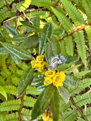 Berberis nantoensis (Berberis nantoensis)