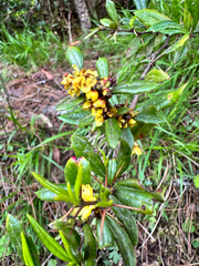 Berberis nantoensis (Berberis nantoensis)