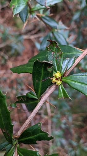 Berberis nantoensis (Berberis nantoensis)