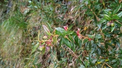 Berberis nantoensis (Berberis nantoensis)