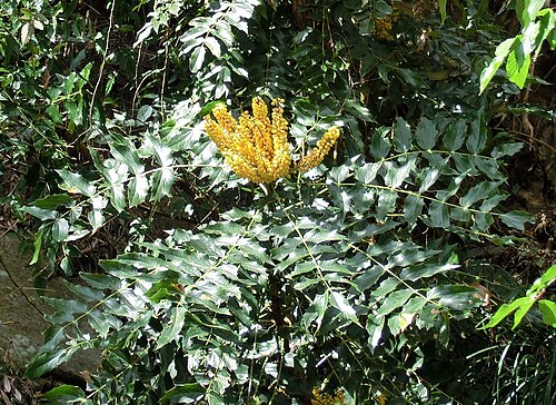 Berberis napaulensis: Mahonia napaulensis . Nepal, Annapurna Conservation Area (NW Pokhara), between Tirkedhunga and Ghorepani.