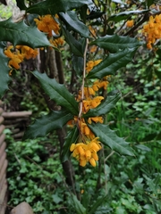 Berberis negeriana (Berberis negeriana)