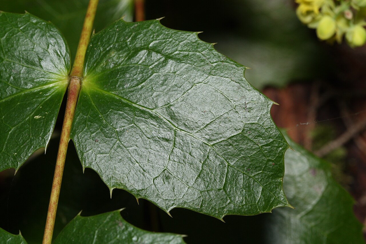 Cascade barberry: Dull Oregon-grape, Cascade Barberry, Cascade Oregon-grape