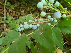 Cascade barberry (Berberis nervosa)