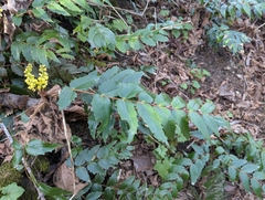 Cascade barberry (Berberis nervosa)