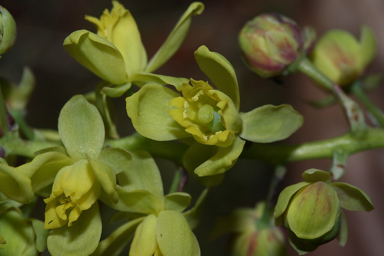 Cascade barberry: Dull Oregon-grape, Cascade Barberry, Cascade Oregon-grape