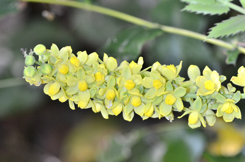Cascade barberry (Berberis nervosa)