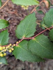 Cascade barberry (Berberis nervosa)