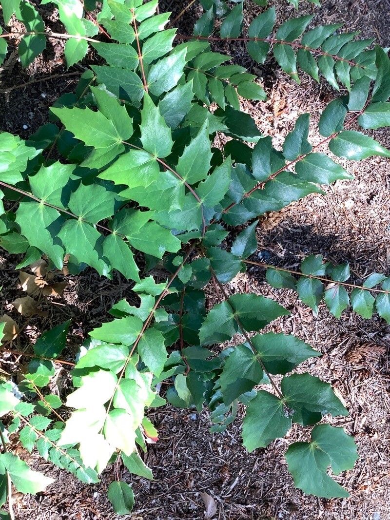Cascade barberry (Berberis nervosa)