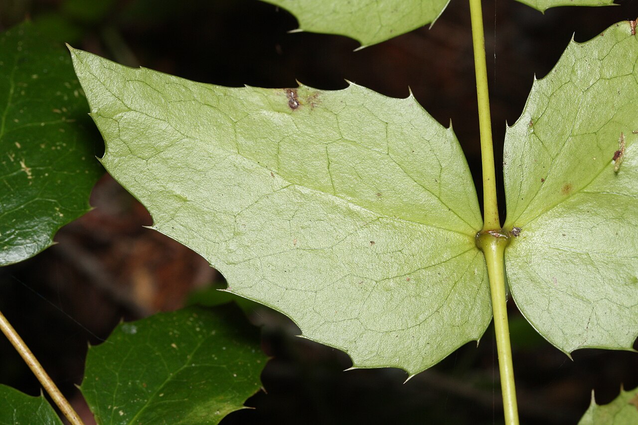 Cascade barberry: Dull Oregon-grape, Cascade Barberry, Cascade Oregon-grape